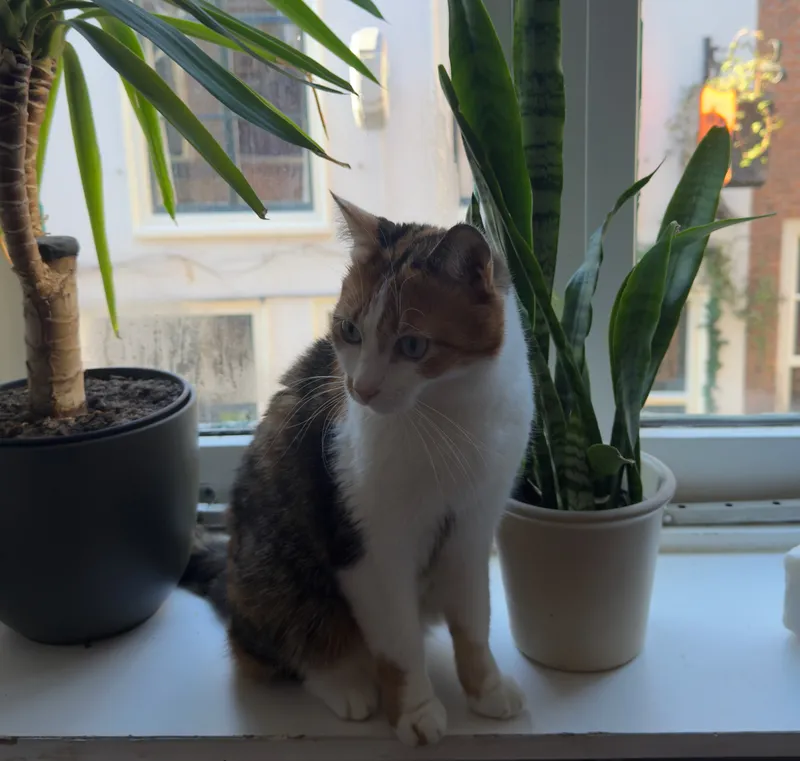 iPhone 17 Pro, photo 13