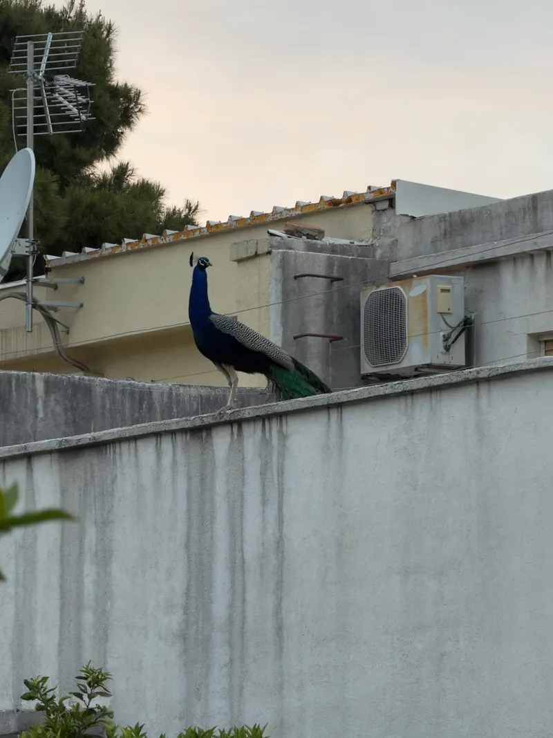 Croatia, photo 39