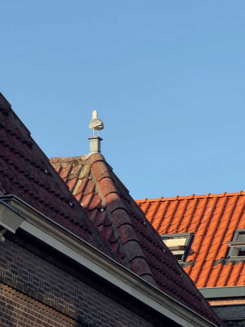Summer in the Low Countries, photo 7