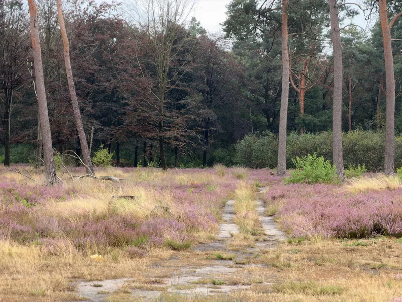 iPhone 17 Pro, photo 152